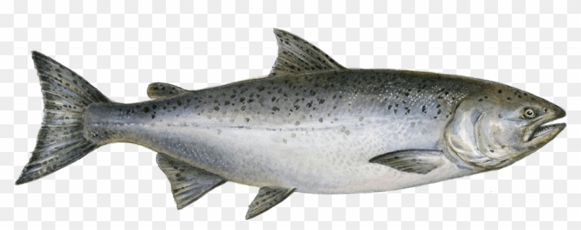 King Salmon Png , Png Download Clipart