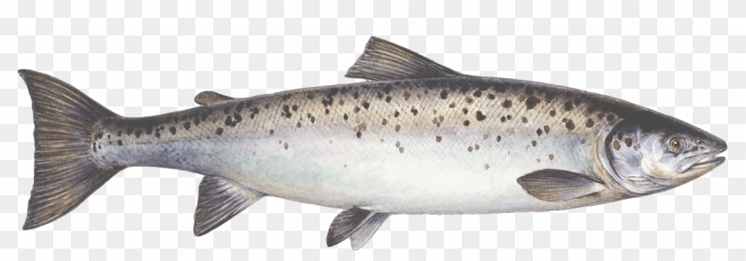 Farmed Salmon - Coastal Cutthroat Trout Clipart #951463