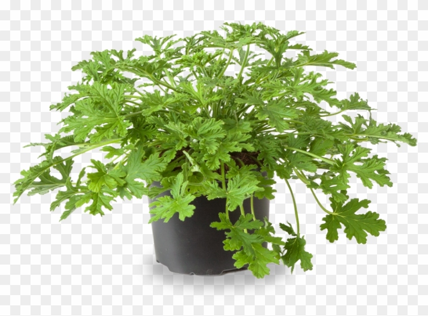 Pelargonium Graveolens In Pot , Png Download - Pelargonium Graveolens Png Clipart #951535