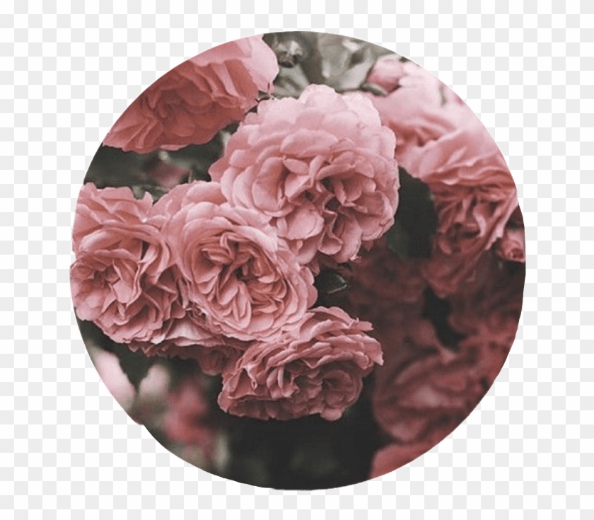 Aesthetic Roses Tumblr Overlay Circle Cute Pink Interes - Dusty Rose Flower Background Clipart