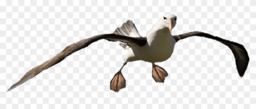 Free Png Download Albatross Open Feet Png Images Background - Black Browed Albatross Clipart #953016