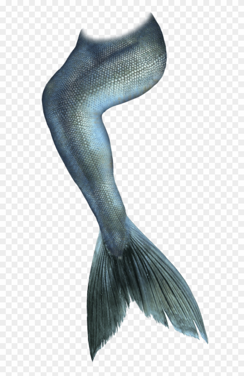 Mermaid Tail Drawing - Transparent Mermaid Tail Png Clipart