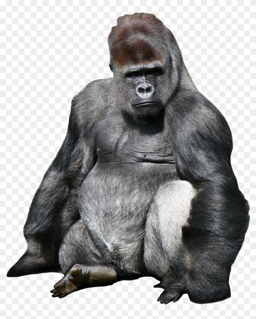 Ftesticker Sticker - Mountain Gorilla Clipart