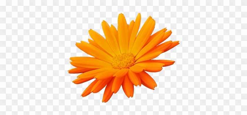 Flower, Orange, Orange Petals, Nature, Flowers Petals - English Marigold Clipart #955802