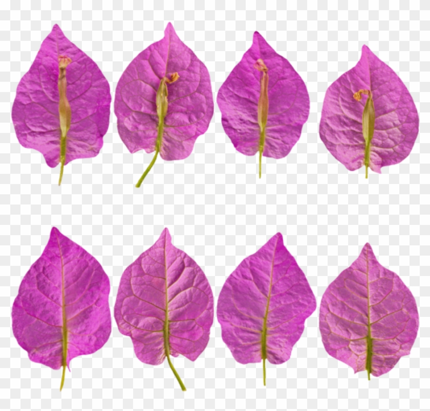 Flower Petals Purple - Perilla Clipart