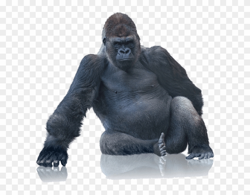 Tough Gorilla Boxes With Our Bubble Wrap - Gorilla Sitting Clipart