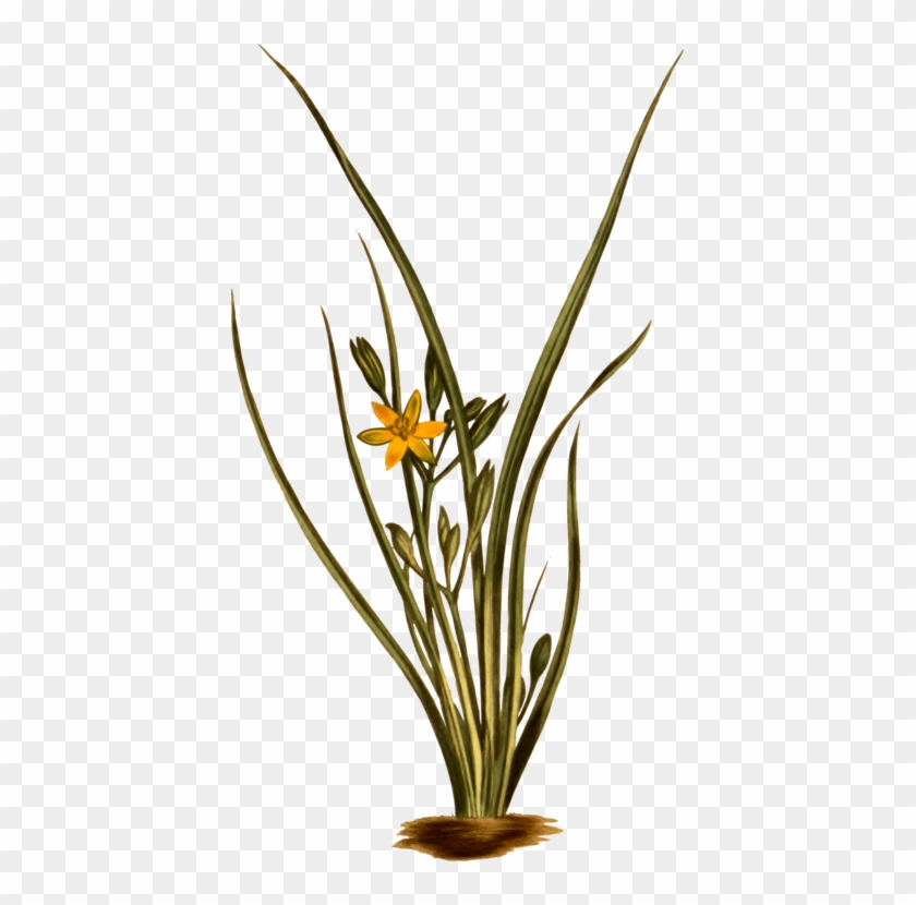 Yellow Star Grass Grasses Flowering Plant Plant Stem - Hypoxis Hirsuta Clipart #956742
