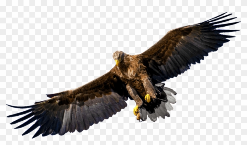 Free Png Download Bird Of Prey Silhouette Png Images - Transparent Png Eagle Silhouette Clipart