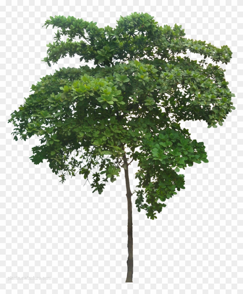 Plant Images, Plant Pictures, Arbre Png, Tree Render, - Small Tree Png Clipart #958746