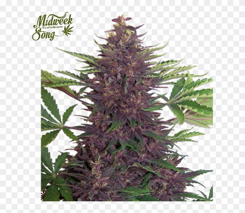 Clipart Black And White Stock Buddha Seeds Auto Cannabis - Buddha Seed - Png Download