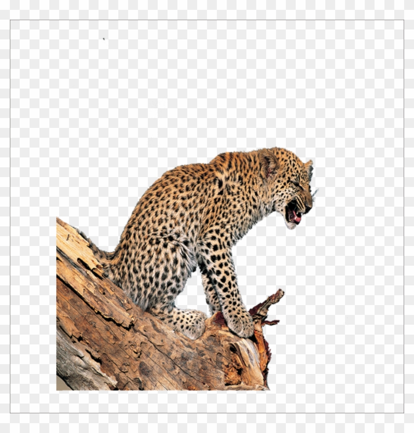 Leopard Tiger Lion Jaguar - 豹子 Clipart #959394