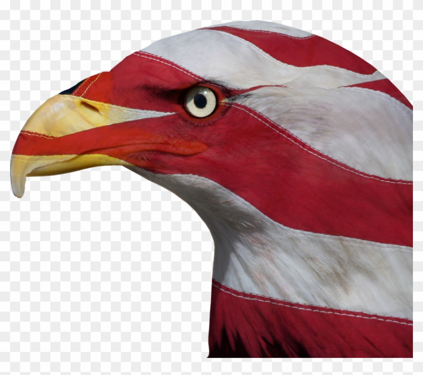 Usa, United States, Freedom, Bald Eagle, Patriotic - Hornbill Clipart #959578