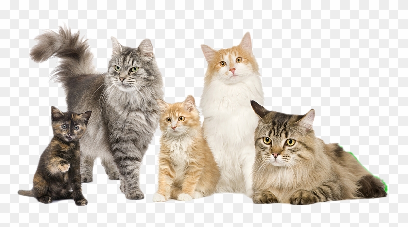 Cats Pancreatitis Austin - Cat Family Of 5 Clipart