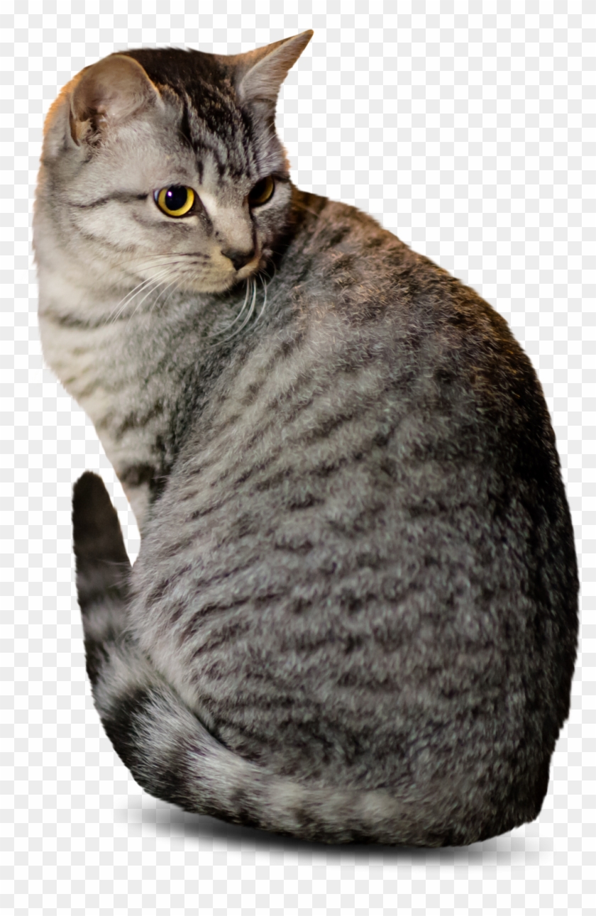 Cat Cutout Clipart