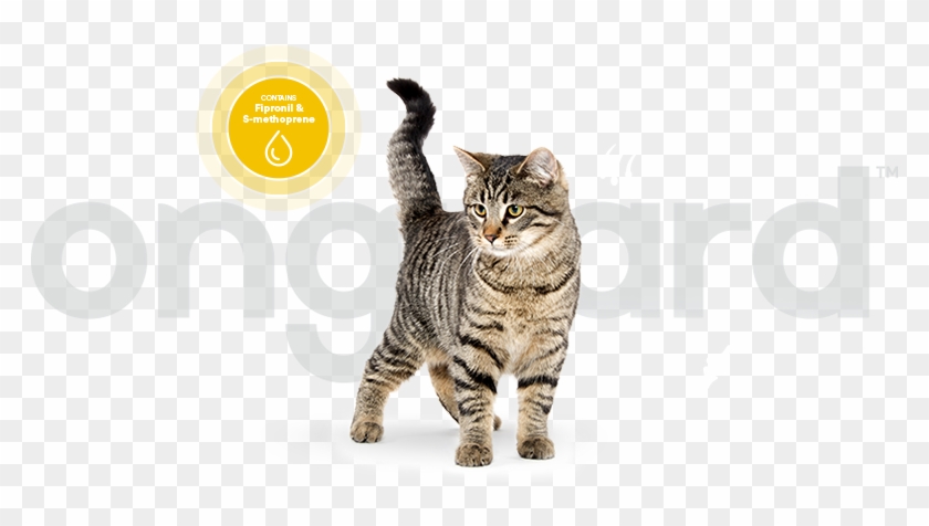 Onguard Uses Two Active Ingredients That Are Commonly - Dragon Li Clipart #959704