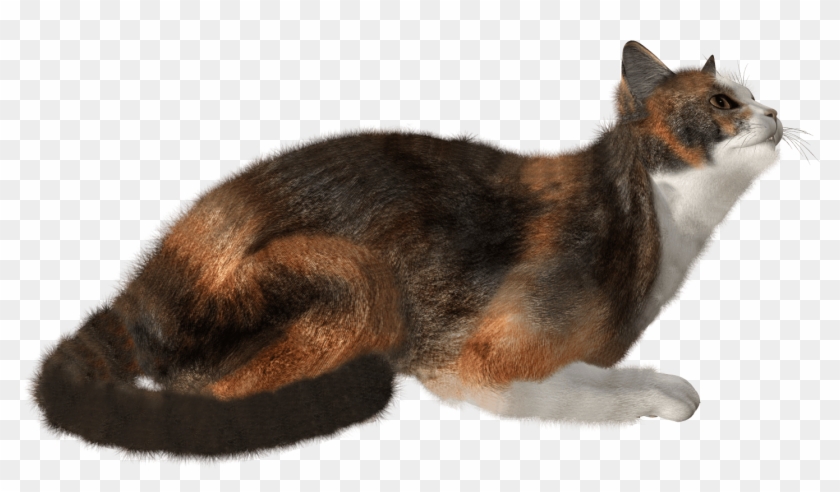 Cat Clipart #959712