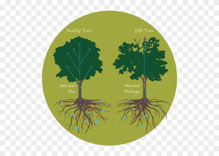 Thinning Of The Tree's Crown - Tree Silhouette Clipart