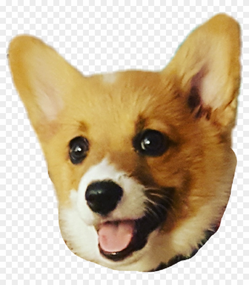 Corgi Sticker - Pembroke Welsh Corgi Clipart #960898