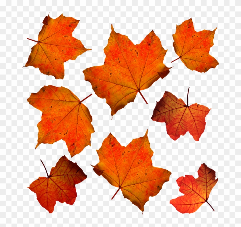 Orange Leaves Clipart #961718