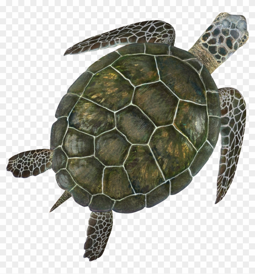 Turtle Png - Turtle With No Background Clipart #961744