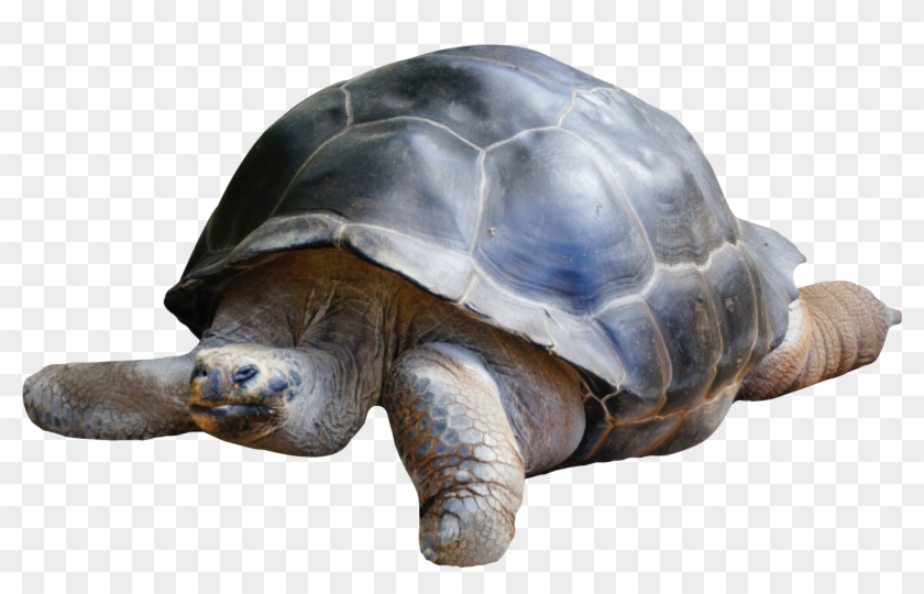 Tortoise, Turtle, Clip Art, Tortoise Turtle, Tortoise - Tortoise Png Transparent Png #961836