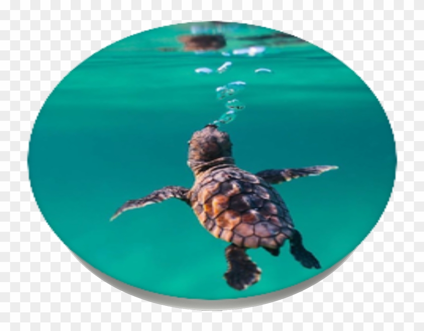 Baby Sea Turtle, Popsockets - Green Sea Turtle Clipart #961909