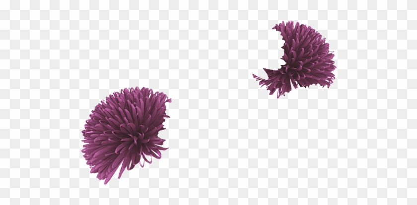 Grape - Chrysanths Clipart