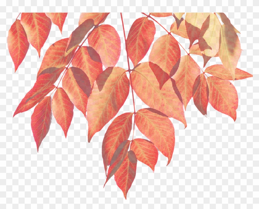 Canvas Print Leaf Autumn Nature Colorful Leaf Png Leaves - Fall Watercolor Leaves Png Clipart