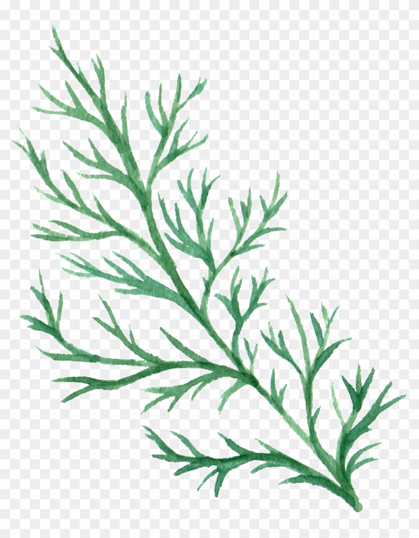 Water Branches And Leaves Transparent Decorative Clipart