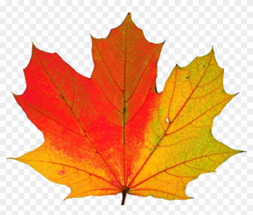 Download Png Image Report - Maple Leaf Changing Color Clipart