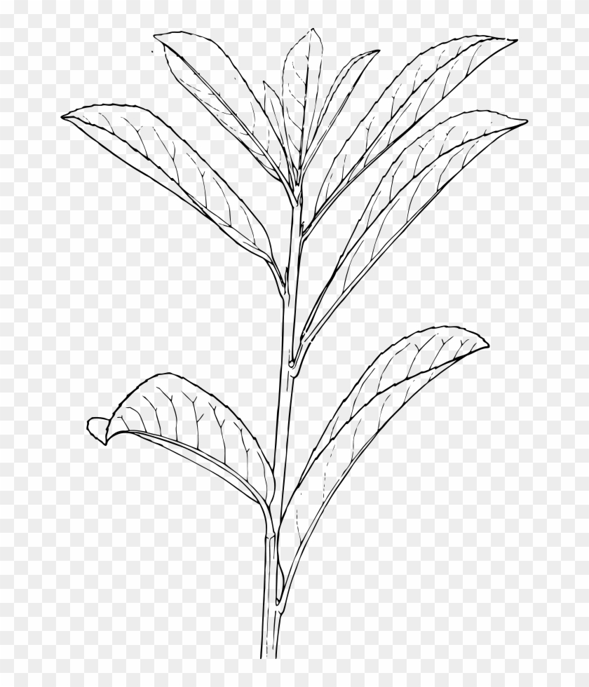 How To Set Use Laurel Svg Vector Clipart
