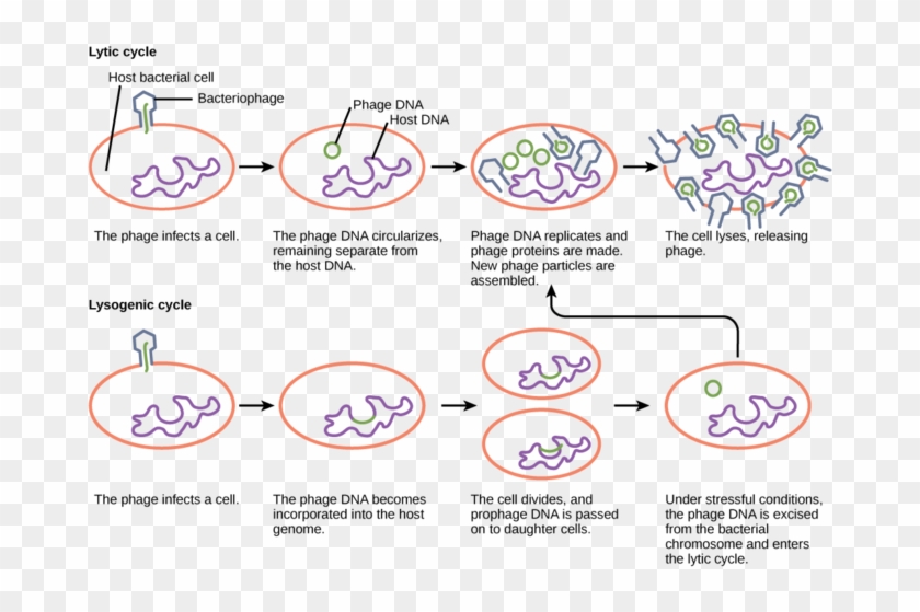 Image - Does Bacteria Cause Disease Diagram Clipart