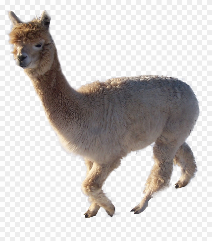 Alpaca Clipart Transparent - Transparent Alpaca Png #966141