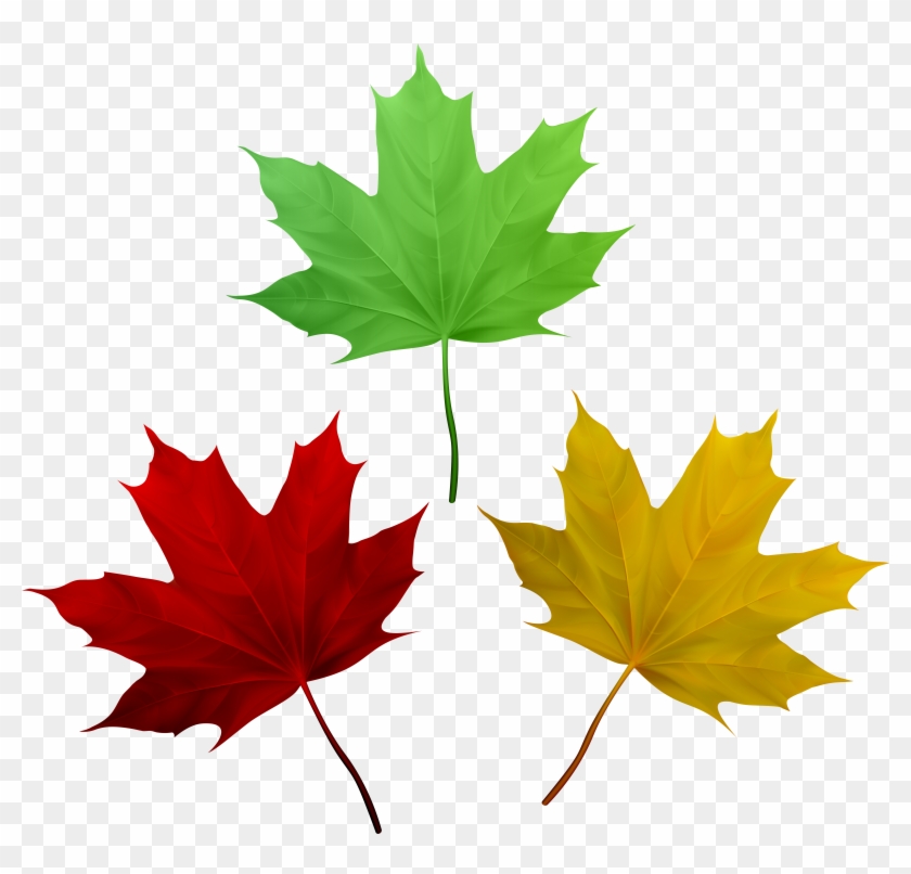 Free Png Download Fall Leaves Set Clipart Png Photo - Maple Leaf Transparent Png