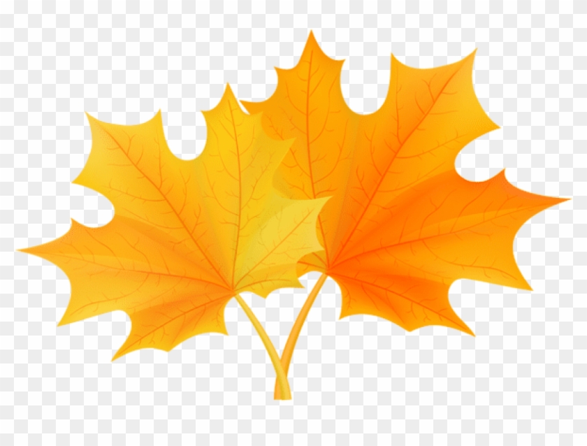 Free Png Download Fall Leaves Png Clipart Png Photo - Laurier University Leaf Transparent Png