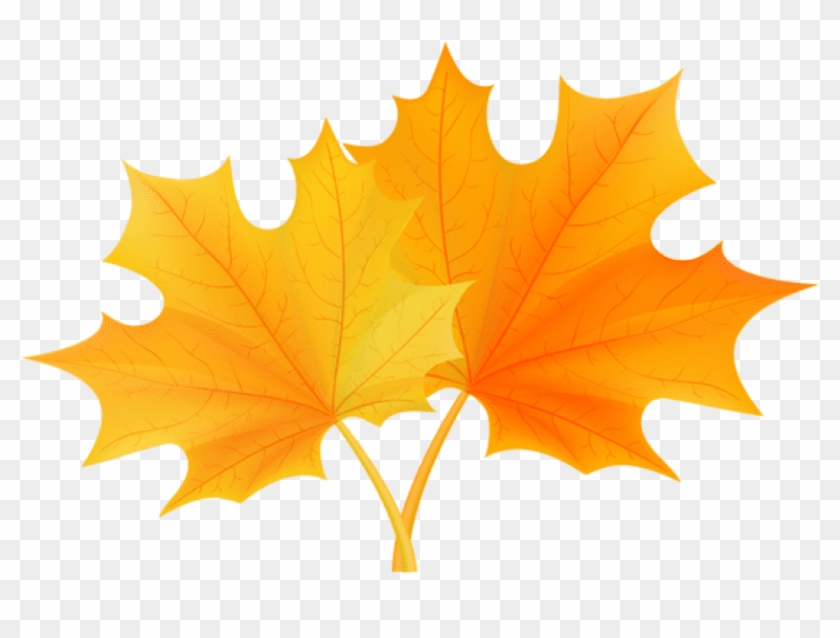 Free Png Download Fall Leaves Png Clipart Png Photo - Laurier University Leaf Transparent Png #966450