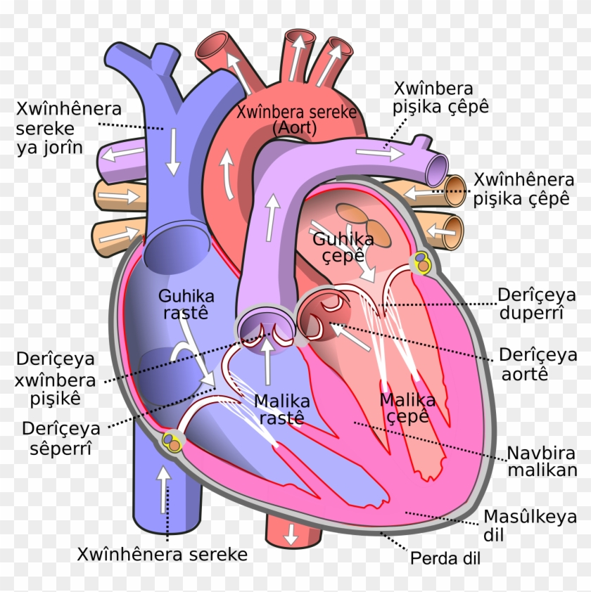 Open - Human Body Heart Clipart #967053