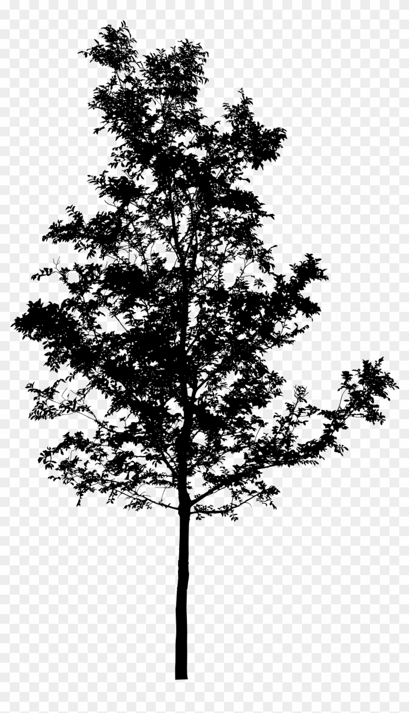 Tree Sillhouettes - Transparent Background Pine Tree Png Clipart