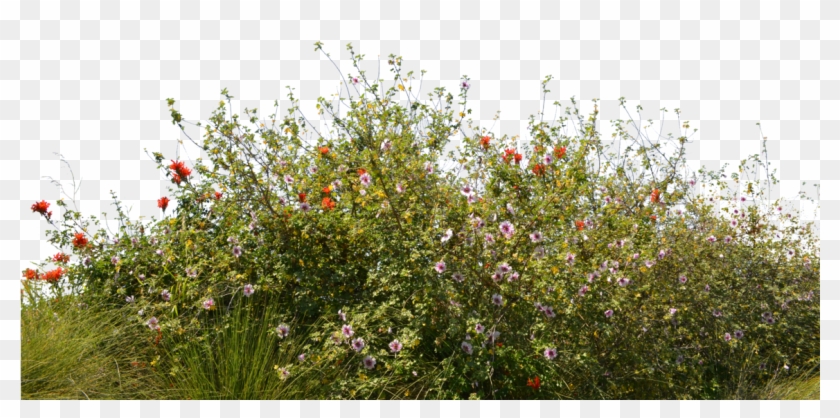 Flowers On Ground Png Clipart