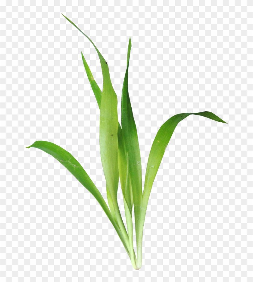 Photo Rena Tale Element52 Zps0f7074d8 - Photobucket Clipart