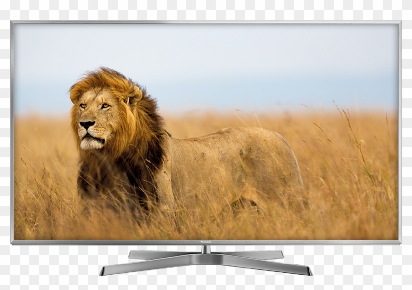 Pana Tv Ex750 - Lion Field Clipart #968349