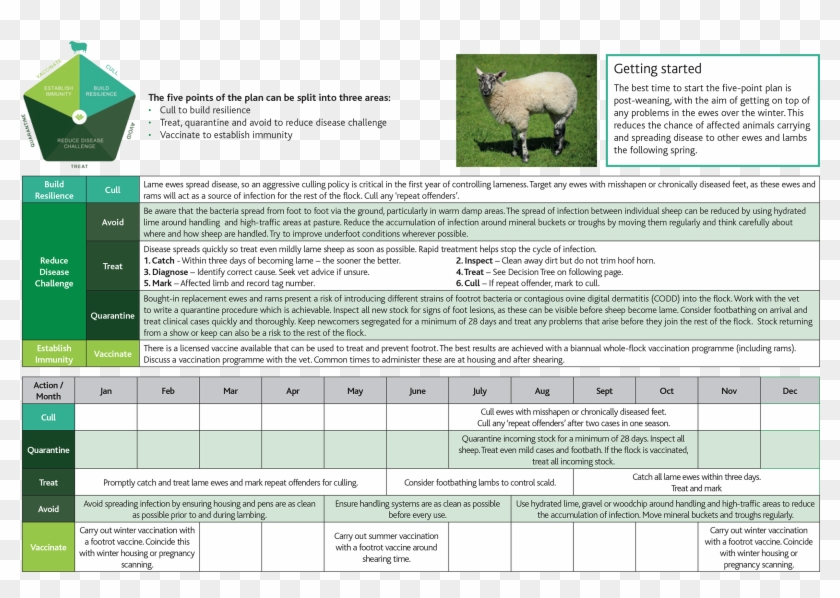 Lameness Decicion Tree And Calender - Sheep Clipart
