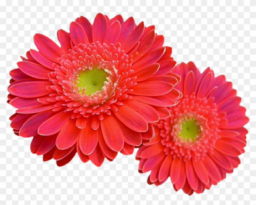 930 X 716 8 - Gerbera Daisies Png Clipart