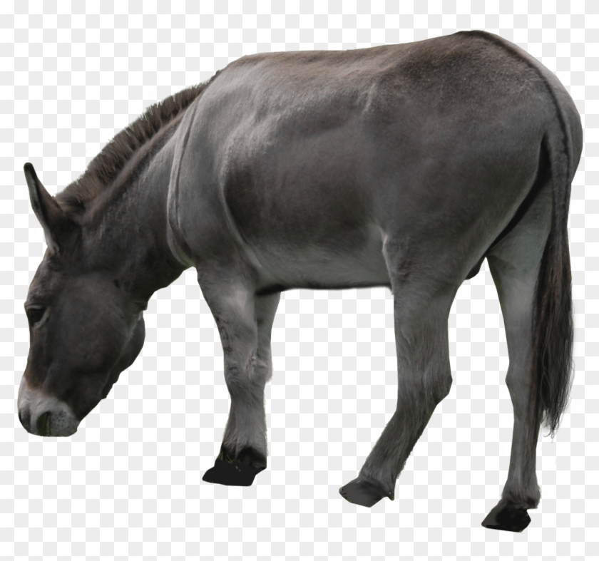 Free Png Donkey Png Images Transparent - Mule Png Clipart