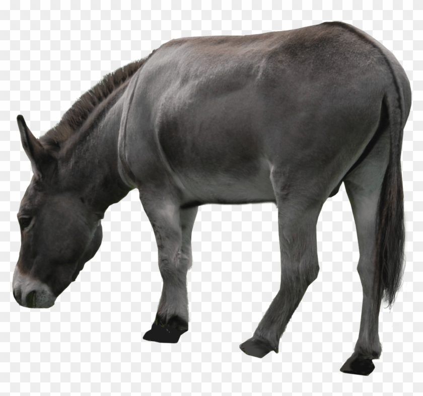 Free Png Donkey Png Images Transparent - Mule Png Clipart #969797
