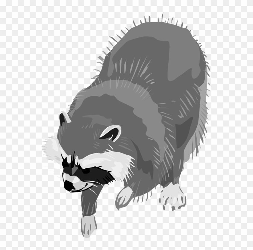 Free Raccoon Clipart - Clip Art Raccoon Transparent - Png Download #970388