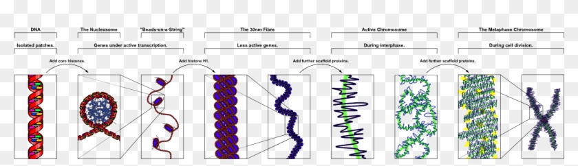 Chromatin Structures Clipart