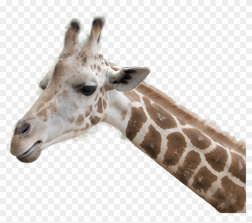 Stock Png Giraffe Head By Earthymoon Pluspng - Giraffe Head Transparent Background Clipart #970776