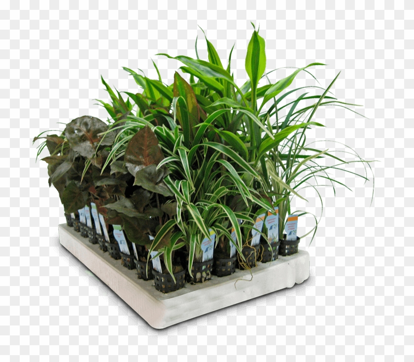Houseplant Clipart #970784