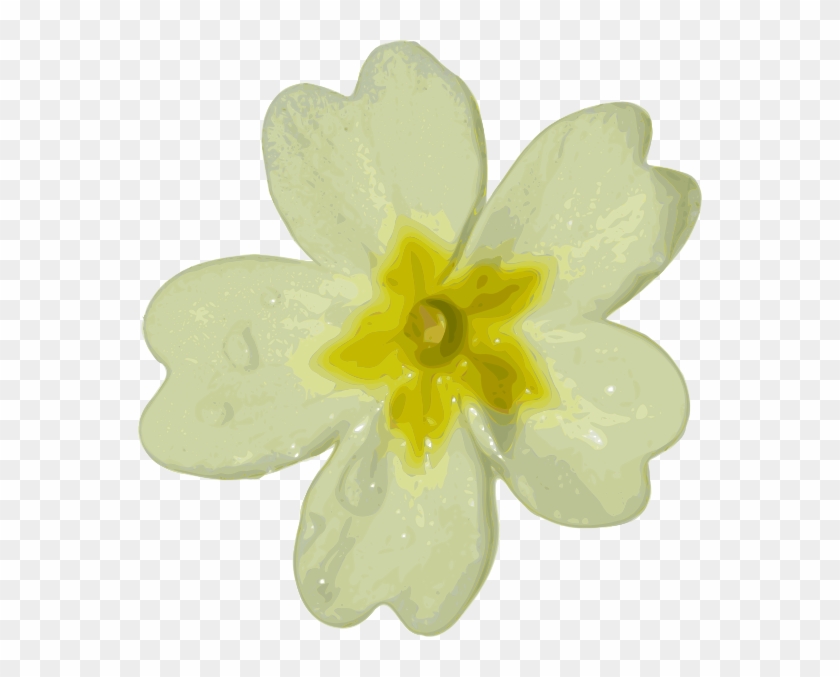 White Flower Png Clipart #972822